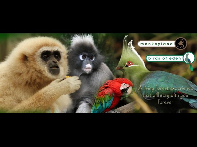 Monkeyland